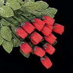 Red Rosebuds with Dew Drops